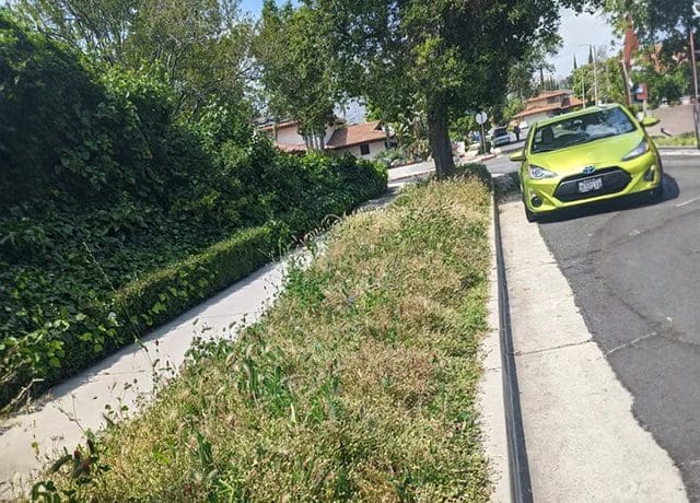 A street with grass growing on the side of it.