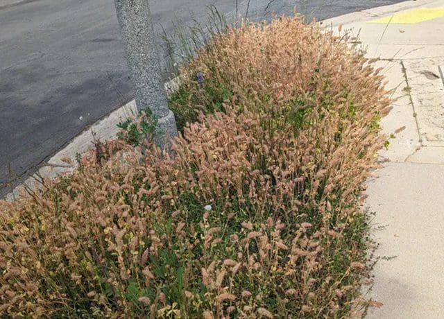 A bush with brown and green leaves on it