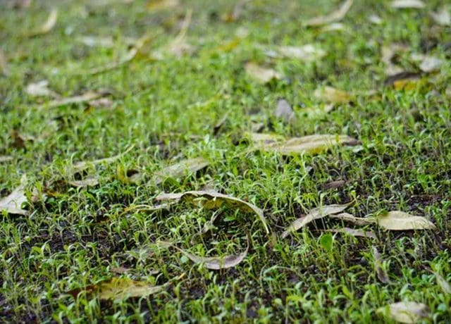 A close up of some grass with leaves on it