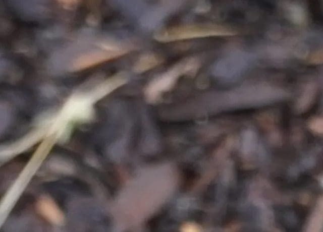 A blurry picture of leaves and branches in the ground.