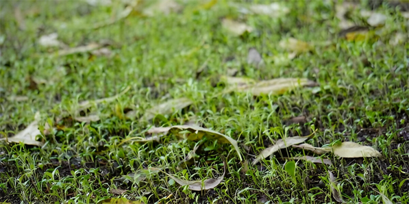 A close up of some grass with leaves on it