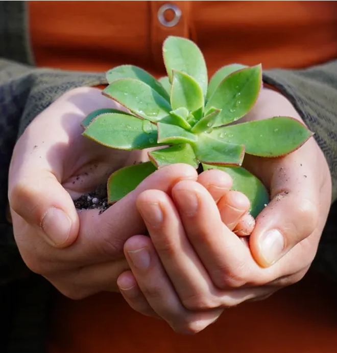 A person holding a plant in their hands.