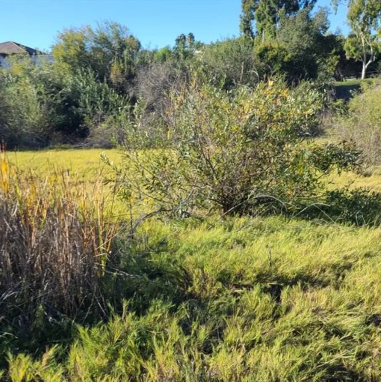 A field with trees and bushes in the background.