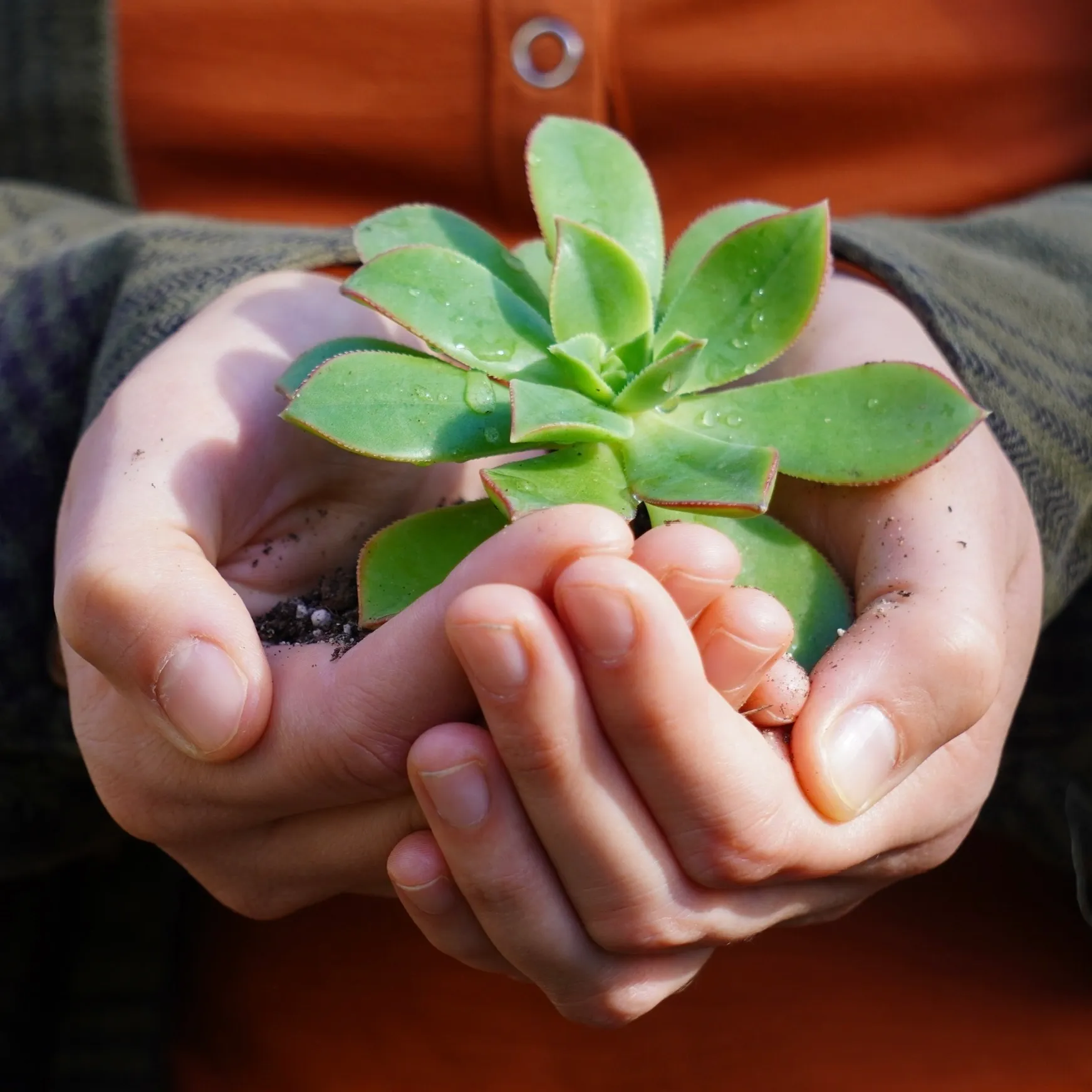 A person holding a plant in their hands.