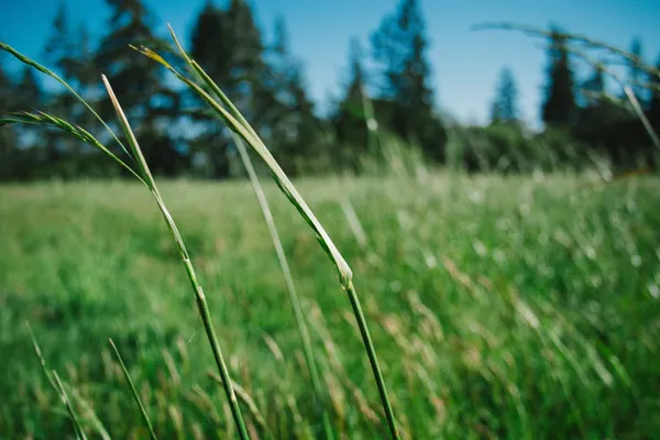 A field with tall grass and trees in the background.