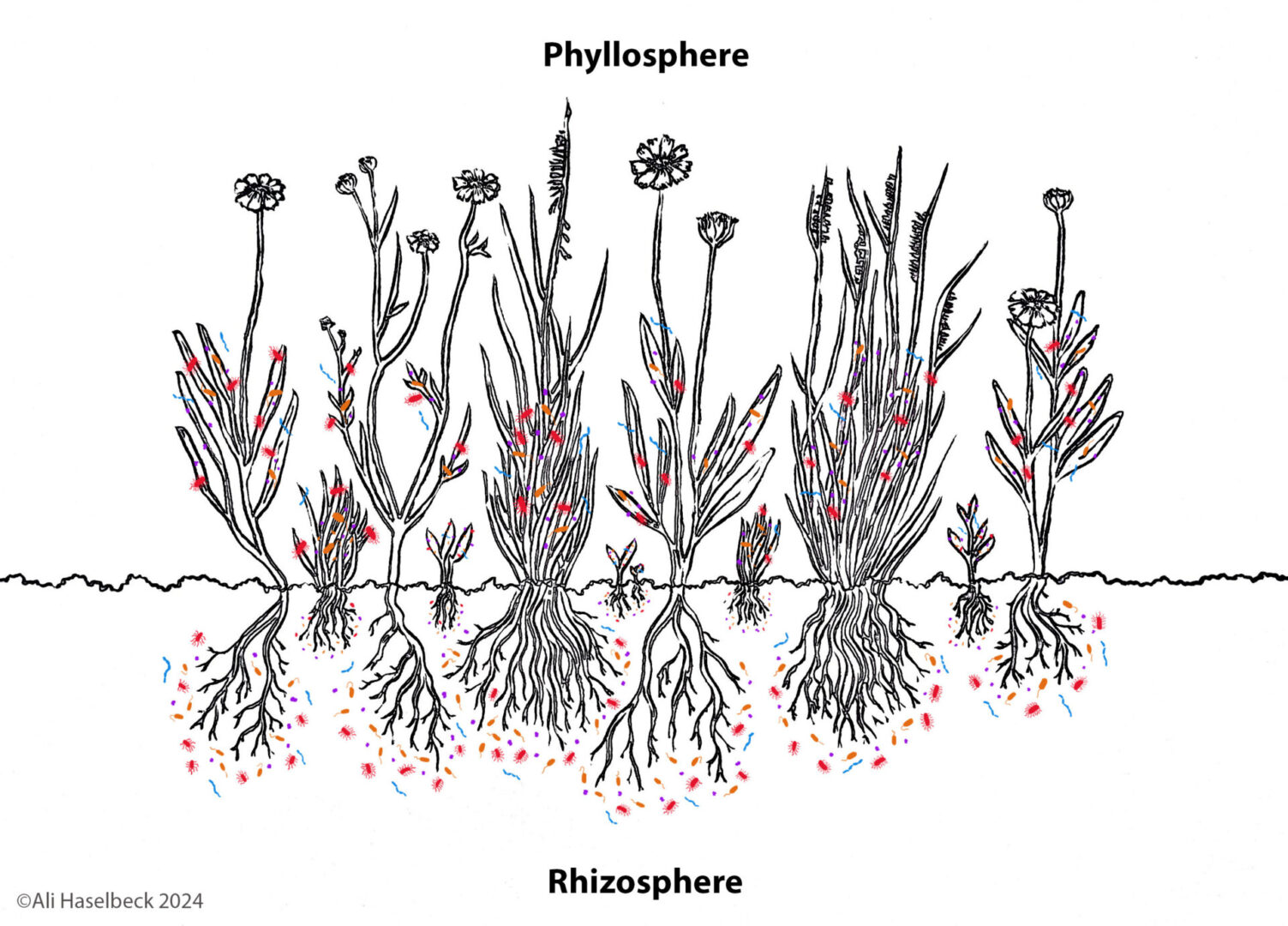 A drawing of plants with roots and stems.