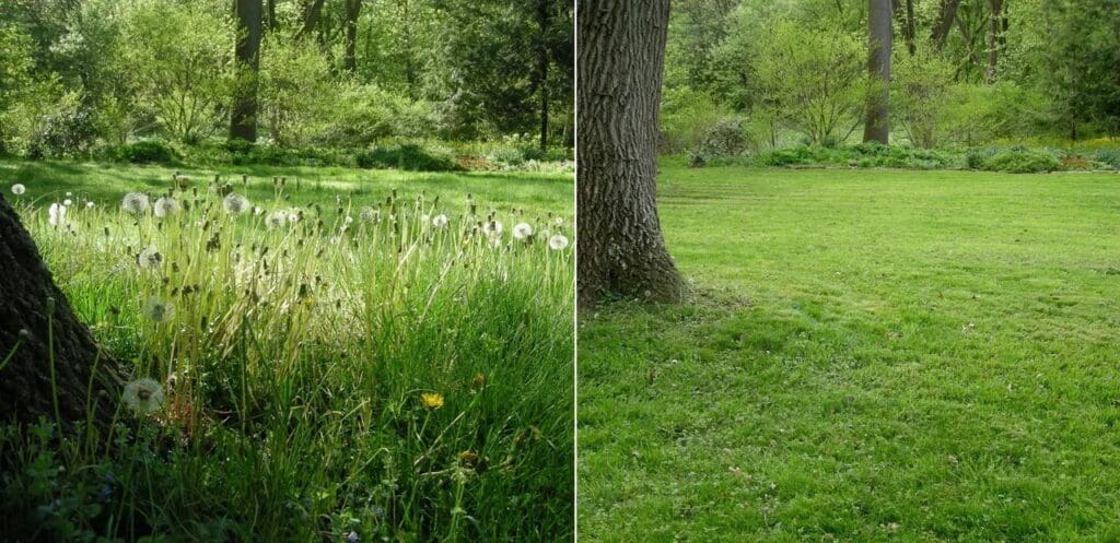 Credit: Carolynsshadegradens.com; unmowed (L) & mowed (R)