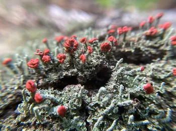 A close up of some red and green plants