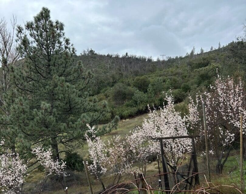Untitled (2) Almond trees receiving laundry greywater