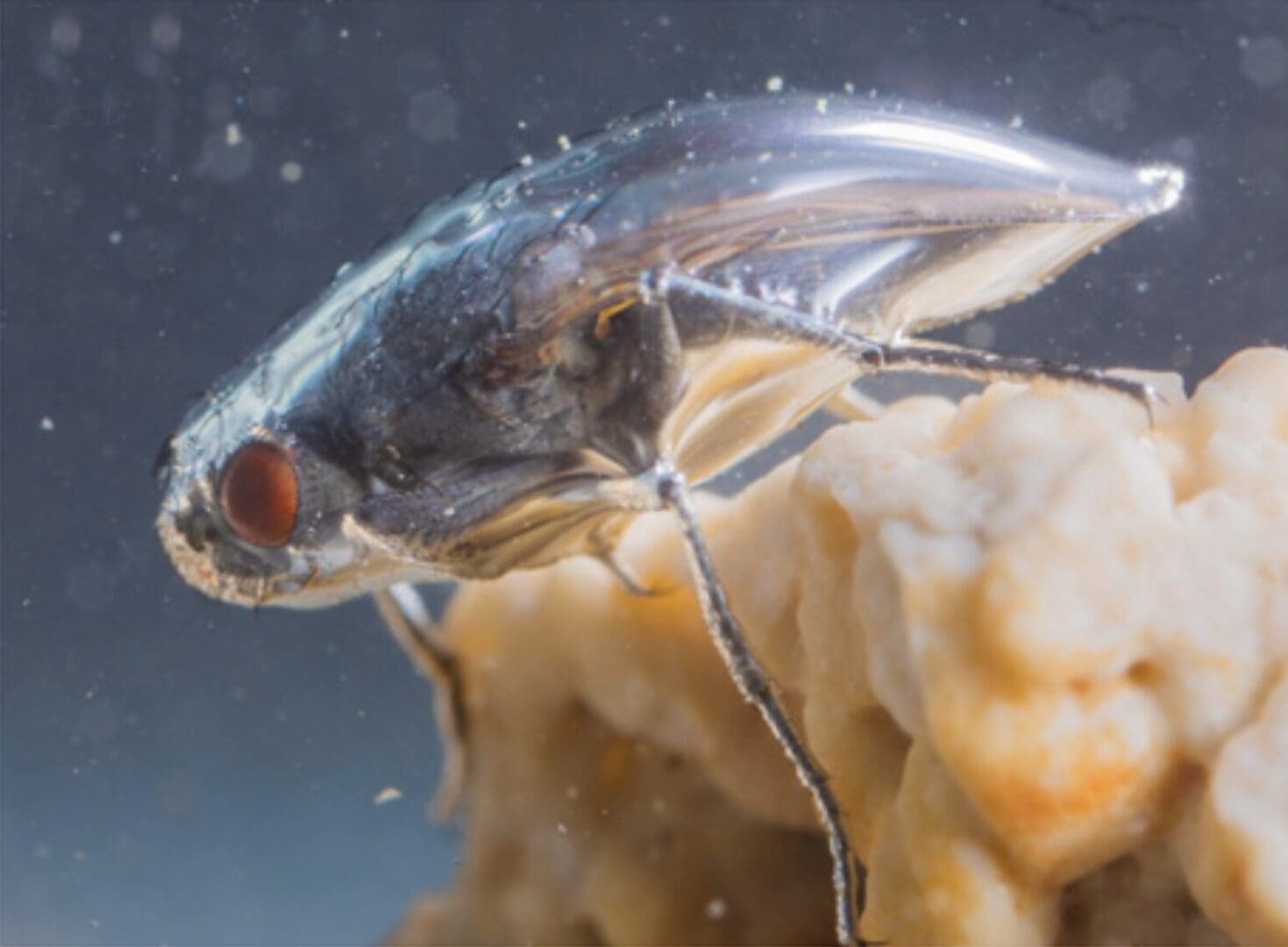 Mono Basin Alkali Fly