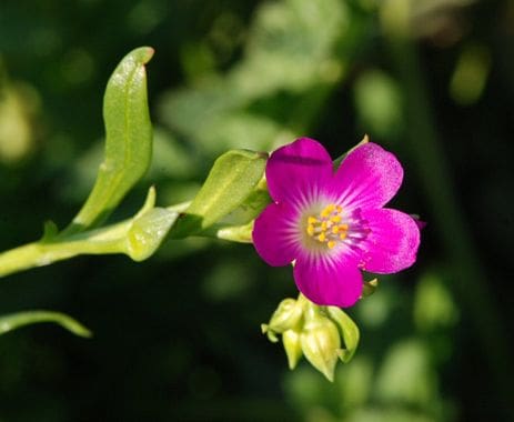 Red maids bloom (Calandrina ciliata)