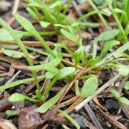Red maids seedling (Calandrina ciliata)