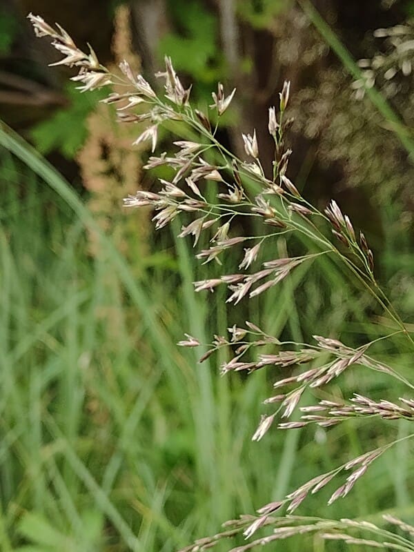 Tufted hairgrass bloom (Deschampsia cespitoosa)