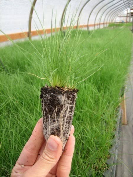 Tufted hairgrass seedling (Deschampsia cespitoosa)