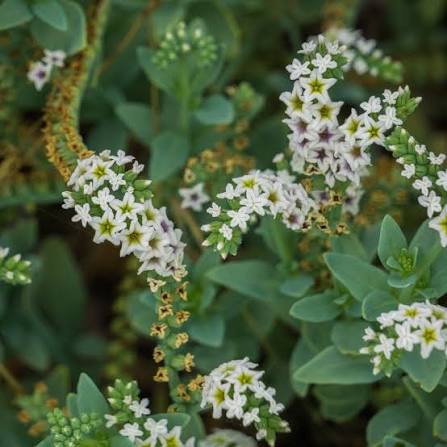 Salt heliotrope bloom (Heliotropium curvassium)