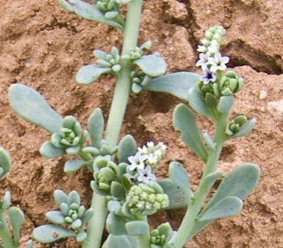 Salt heliotrope early (Heliotropium curvassium)