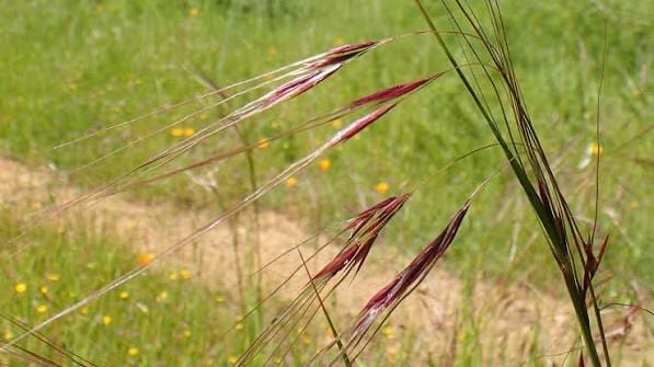 Purple needlegrass bloom (Stipa pulchra)