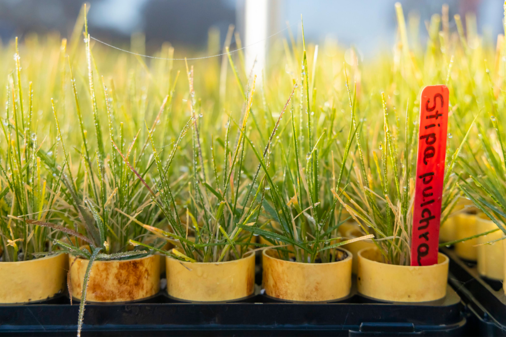 Purple needlegrass seedling (Stipa pulchra)