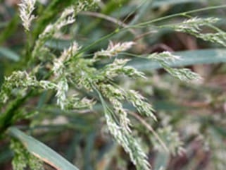 Bentgrass bloom (Agrostis pallens)