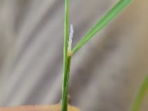 Bent grass seedling (Agrostis pallens)