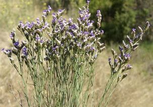 Sea Lavender