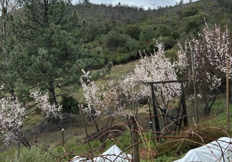 Almond trees receiving laundry greywater