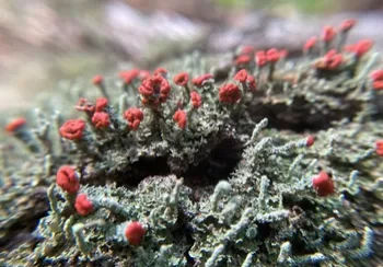 A close up of some red and green plants